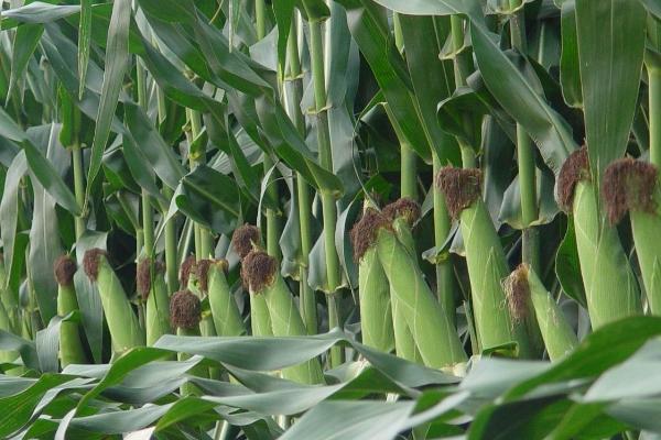 金博士912玉米品种的特性，中上等肥力地块种植
