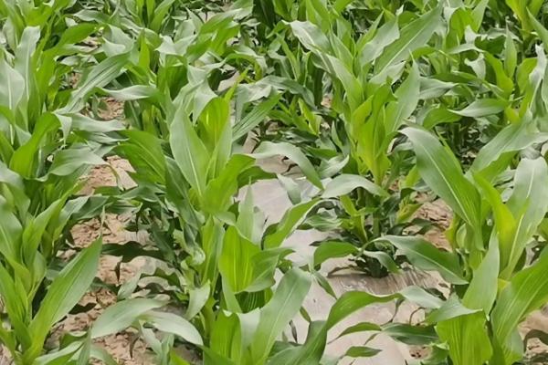 隆平938玉米品种简介，中等肥力以上地块栽培