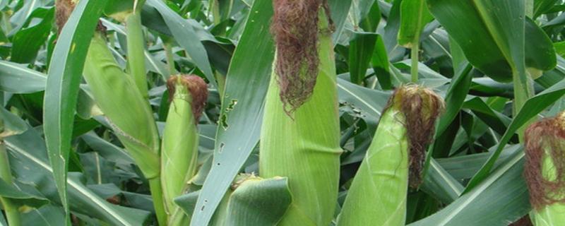 亚舟1号玉米品种的特性，5月下旬至6月中旬播种