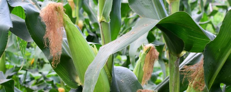 郑原玉981玉米品种简介，中等肥力以上地块栽培