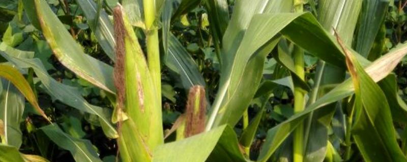 G1838玉米种子特点，注意玉米灰斑病的防治
