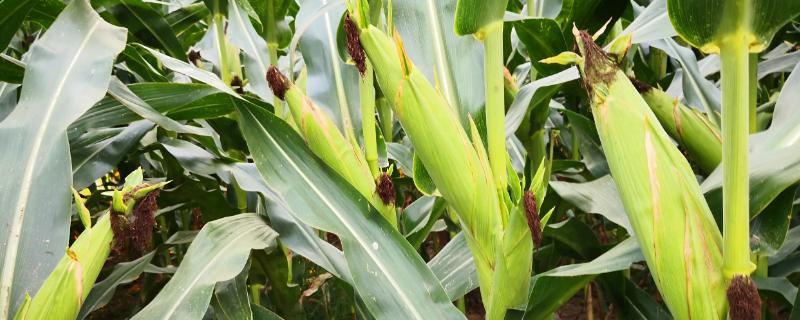 京科糯768玉米品种的特性，注意防治病虫害