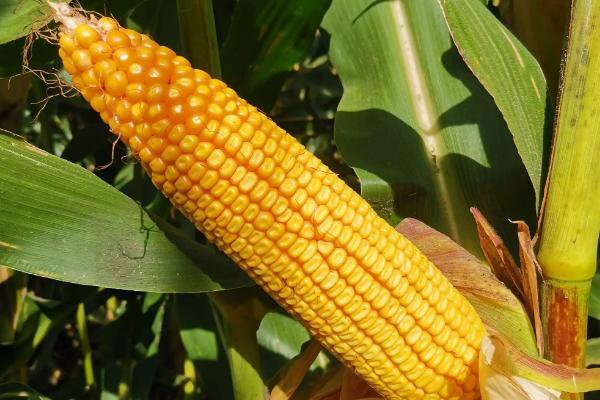 正昊玉822玉米种简介，种植密度3500株/亩