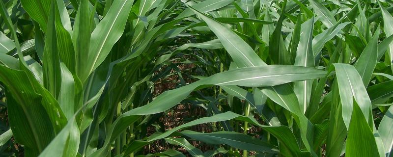 神农911玉米品种简介，选择中等肥力以上地块种植