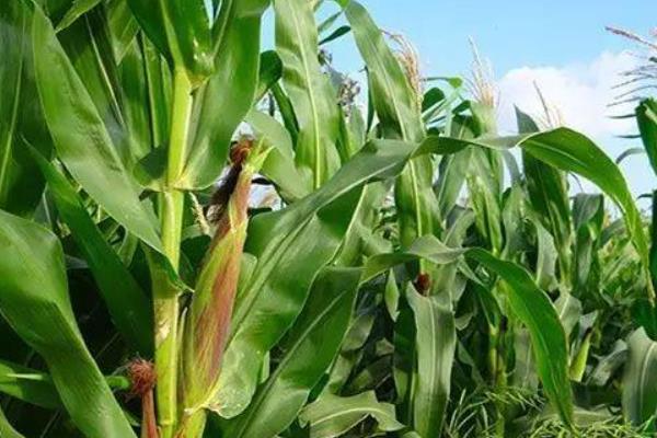 京科糯768玉米品种的特性，注意防治病虫害