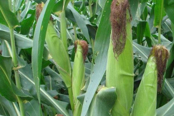 正昊玉822玉米种简介，种植密度3500株/亩