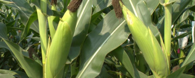 云瑞520玉米品种简介，各地可根据最佳节令调节播种期