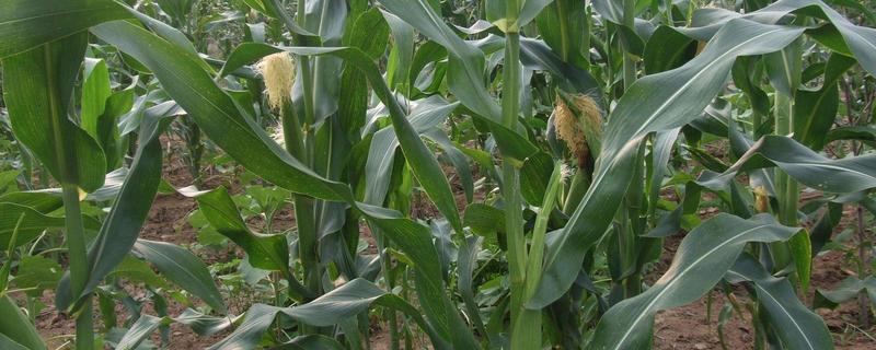 廷玉2020玉米品种简介，适时病虫害防治和成熟收获