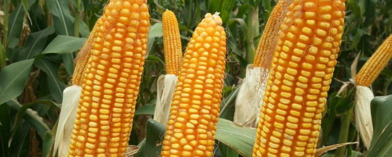 强盛263玉米品种的特性，中抗穗腐病