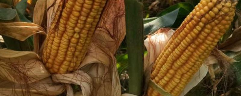 彩玉201玉米种子特点，适宜播期4月下旬至6月中旬
