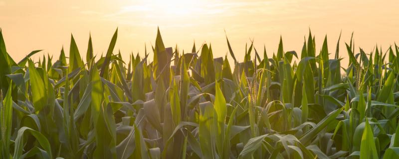 天成288玉米品种的特性，适宜播期6月上中旬