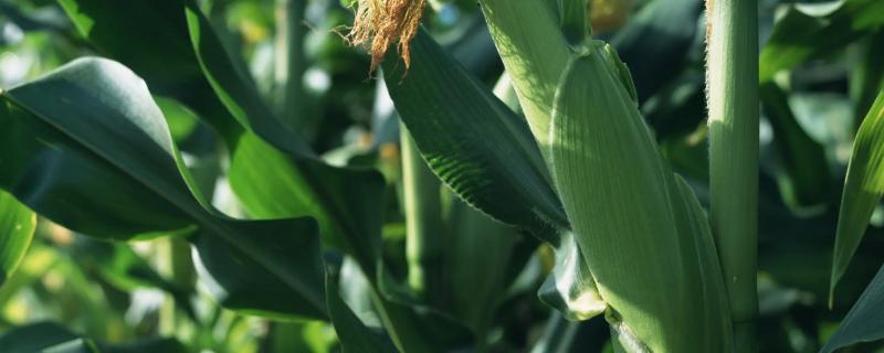 翔玉998HZ玉米种子介绍，播种期宜在4月下旬至5月上旬