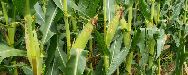 天育108Z玉米种子特点，亚洲玉米螟一般不需防治