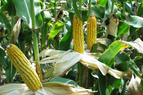 鲲科1号玉米种子介绍，每亩种植密度5500株左右