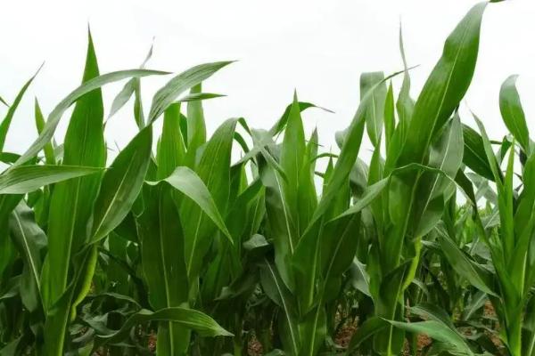 陕单680玉米种子特征特性，在中等肥力以上地块栽培
