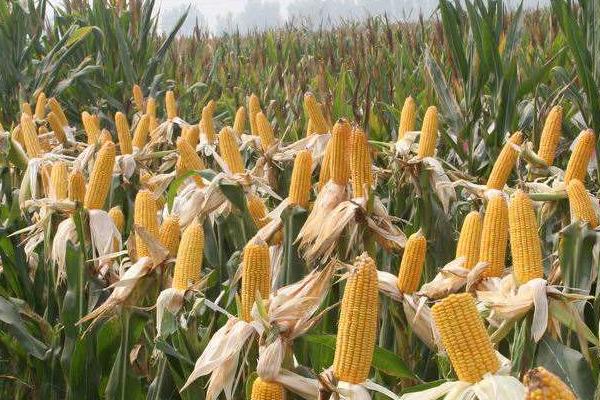 国瑞188玉米品种的特性，每亩种植密度5500株左右