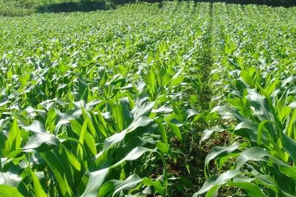 陕单680玉米种子特征特性，在中等肥力以上地块栽培