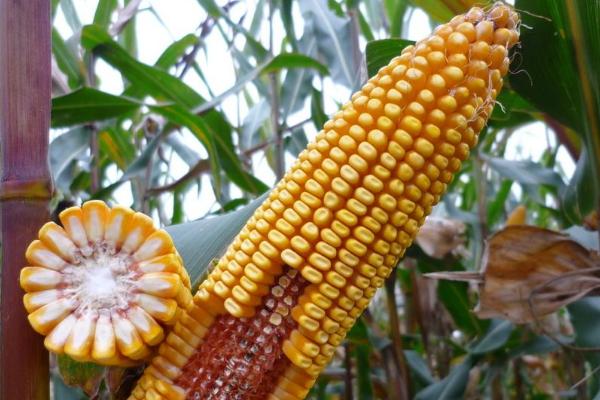 新玉196玉米种子特征特性，注意防治病虫害