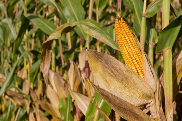 圣瑞818玉米种子介绍，播种期4月下旬至6月中旬