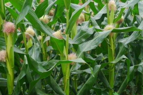 鲁研106玉米种子特征特性，大喇叭口期前后注意防治玉米螟