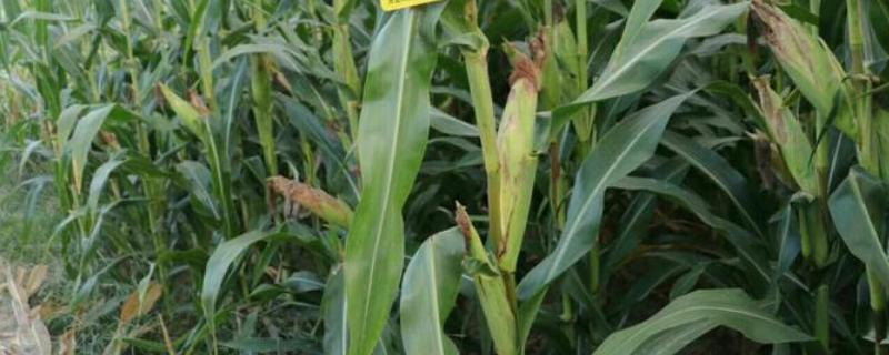 机美68玉米品种简介，每亩种植密度为4500株左右