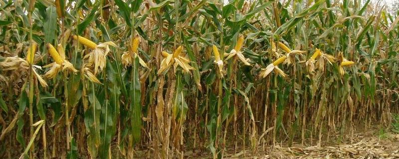 来玉1903玉米品种的特性，亩种植密度4500株