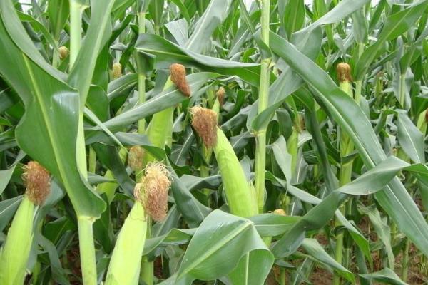 德美2号玉米品种的特性，麦收后及时抢墒播种
