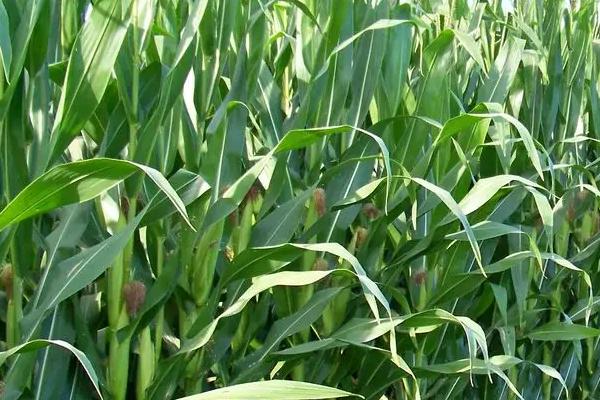 登海圣丰522玉米种简介，适宜密度为4500株/亩