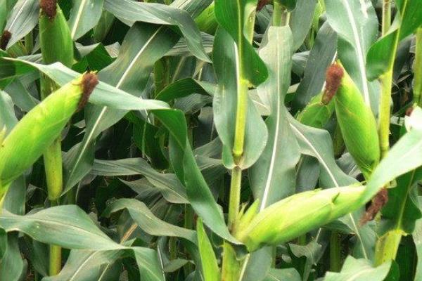 沃野189玉米品种的特性，4月下旬至5月上旬播种