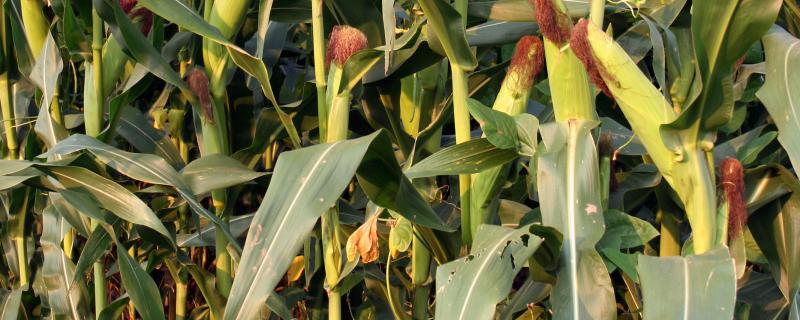 沃野189玉米品种的特性，4月下旬至5月上旬播种