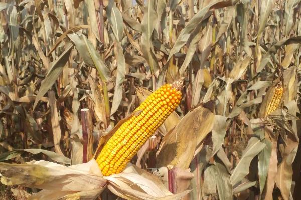 龙垦1141玉米种子特征特性，选择中等以上肥力地块种植