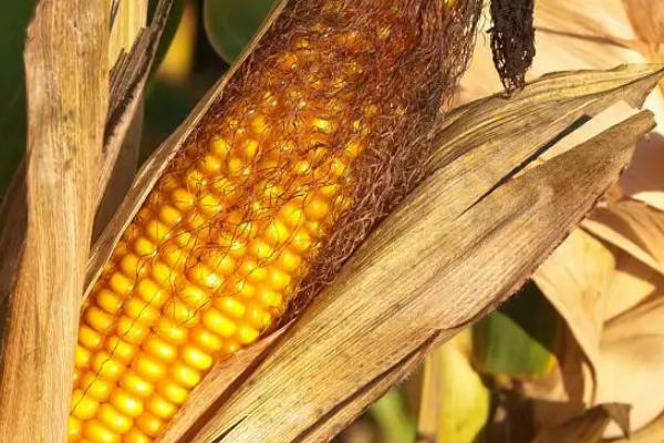致泰598玉米品种简介，4月中下旬至5月上旬播种