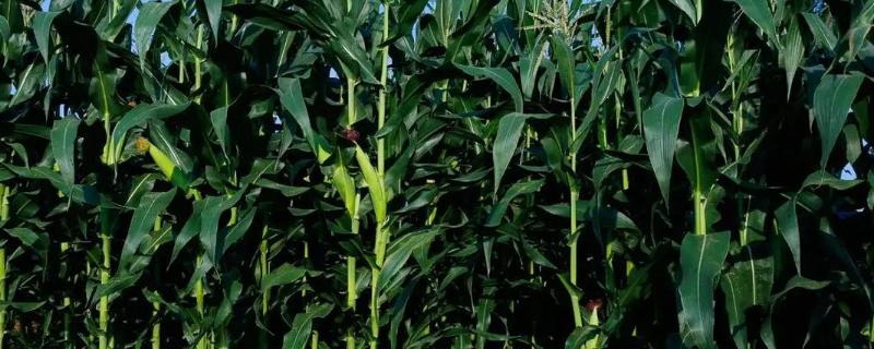 泽玉906玉米种子特征特性，一般4月下旬至5月上旬播种