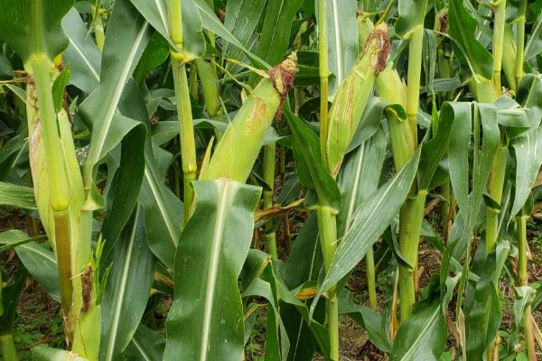 沃德8玉米品种简介，大喇叭口期应注意防治玉米螟
