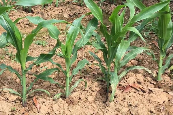 沃德8玉米品种简介，大喇叭口期应注意防治玉米螟
