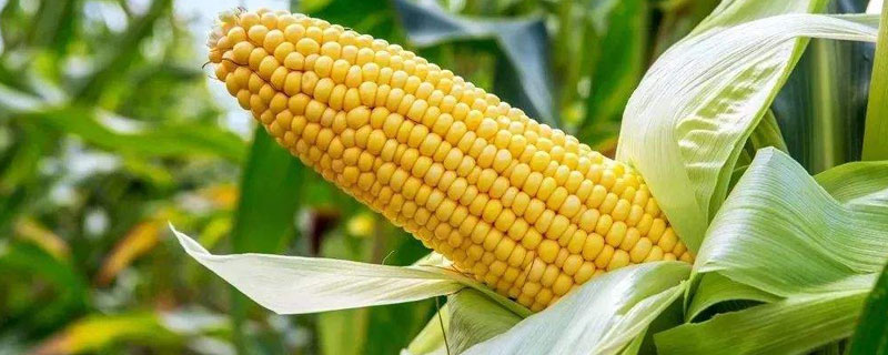 盛世1919玉米种子特点，注意防治丝黑穗