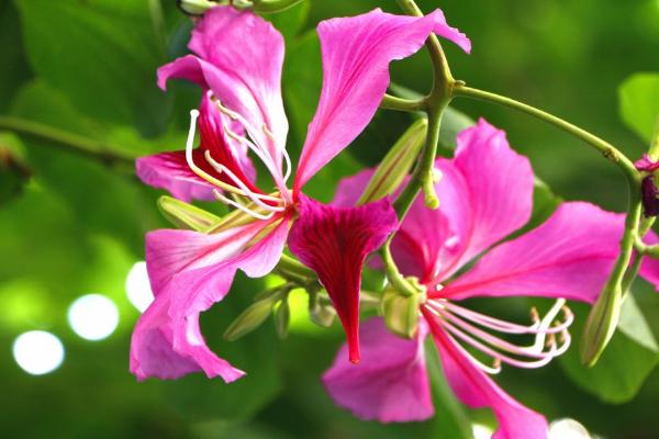 什么是紫荆花，在香港属于市花