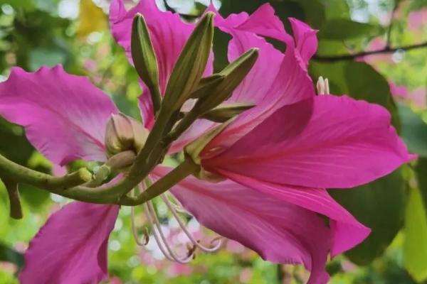 什么是紫荆花，在香港属于市花