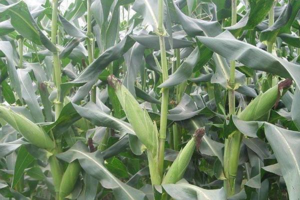 玉米地高产管理办法，适时收获可增产