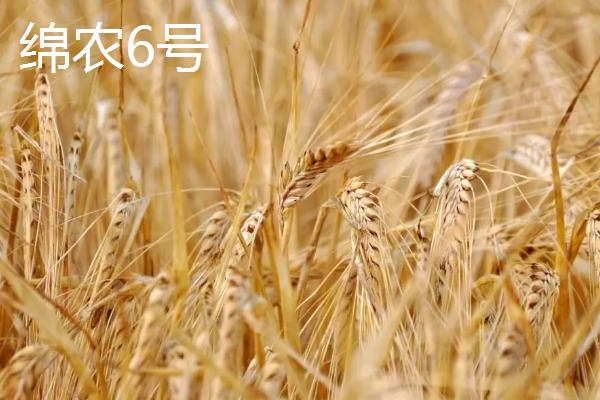 优质小麦品种推荐，南、北方在选种上不同