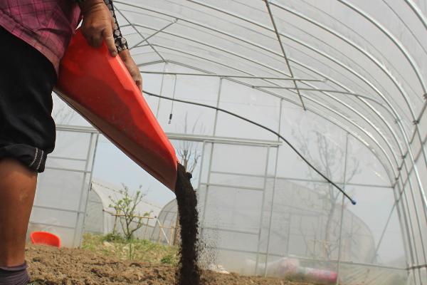 油菜如何顺利过冬，寒流过后要及时查苗