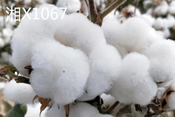 适合在湖南种植的棉花品种，湘X1067符合审定标准