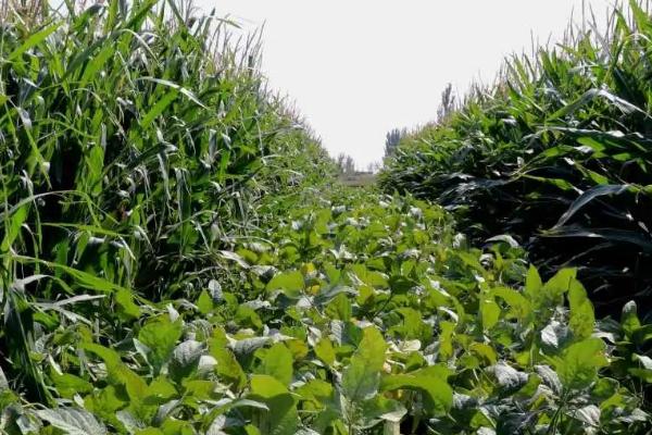 玉米如何无公害套种秋黄豆，稀播有助于增加单株结荚量