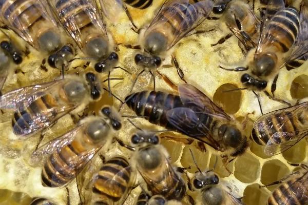 一只蜂王能分蜂吗，可急造王台来培育新蜂王