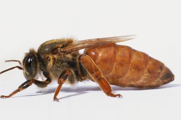 一只蜂王能分蜂吗，可急造王台来培育新蜂王