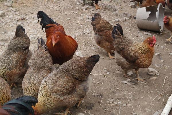 什么是清远鸡，属于小型优质肉用鸡种