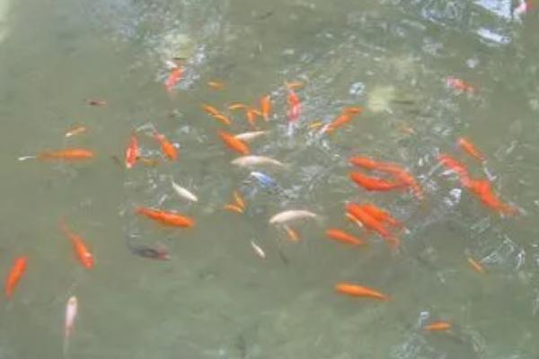 让庭院鱼池水变清澈的方法，种植水草可改善水质