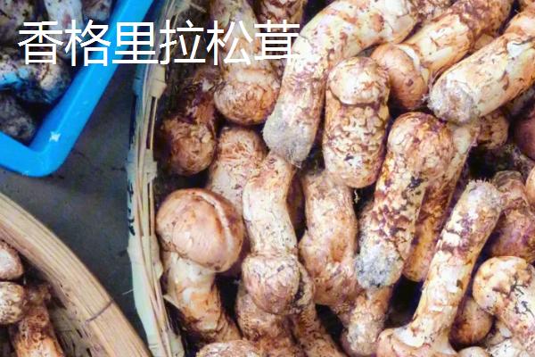 云南省香格里拉市的特产，传统美食包括琵琶肉