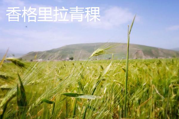 云南省香格里拉市的特产，传统美食包括琵琶肉