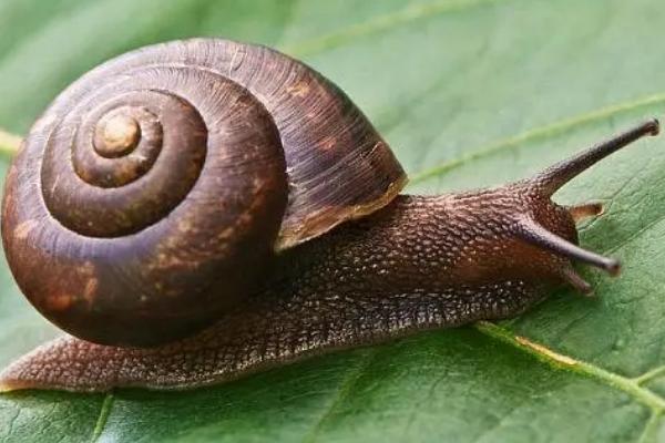 蜗牛是害虫还是益虫，既有害也有利
